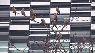 Bohemian Waxwings MMU Birley Fields Manchester [upl. by Rohclem]