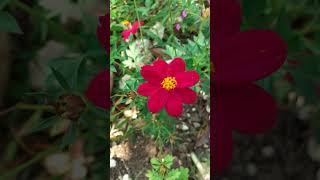 Red Dahlias  Dahlia coccinea dahlias dahliaflower garden botany plantcollections plants [upl. by Awhsoj]