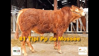 3ème vente de Taureaux Reproducteurs Belges Lot 1 Tipi Pp de Mossée [upl. by Kered]