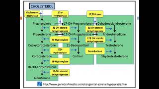 Adrenocortical insufficiency Prof Hend Mehawed [upl. by Hera452]