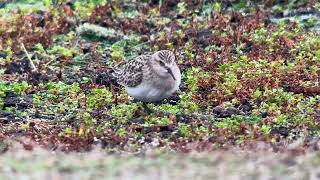 Bécasseau de Baird Baird’s Sandpiper Calidris bairdii Kadoran Ouessant octobre 2024 [upl. by O'Donnell]