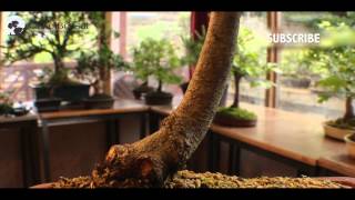 51 How to Care for Green Beech or Fagus sylvatica European Species for Bonsai [upl. by Anoved]