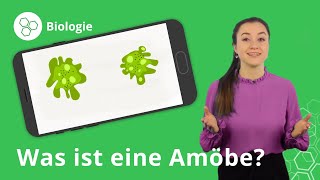 Amöben Aufbau Fortpflanzung Nahrungsaufnahme – Biologie  Duden Learnattack [upl. by Mcroberts987]