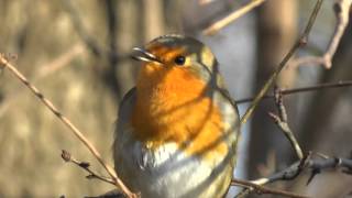 Vroege Vogels  Zingende roodborst [upl. by Mannuela]