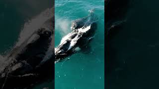 Ocean Embrace Whale Mother and Calf Enter The Waves 🐋🌊 oceansoundsrelaxing whales whalesounds [upl. by Hassin]