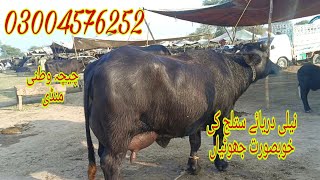 نیلی دریائے ستلج کی خوبصورت جھوٹیاں برائے فروخت رابطہ نمبر 03004576252 Okara Animal Tv 17112023 [upl. by Bille]