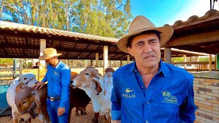 GIR LEITEIRO e GIROLANDO CONHECENDO O TRABALHO DA ESTÂNCIA TAMBURIL [upl. by Goldsmith]