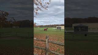 Horse at Caumsett State Historic Park Preserve [upl. by Ellered806]