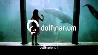 Dolfinarium Harderwijk Delfine Seelöwen und spritziger Showspaß [upl. by Aibara]