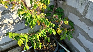 Cara Menanam Belimbing di Rumah dalam Pot Agar Cepat Berbuah How to grow star fruit in container [upl. by Anitneuq]