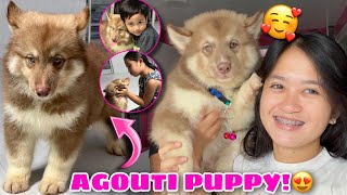 Surprise Puppy Gift From Raymundo Gfarm  NEW AGOUTI PUPPY  Husky Pack TV [upl. by Endres]