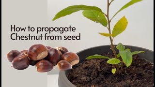 How to Germinate Chestnut from Seeds Easy Chestnuts Growing 🌰 [upl. by Robinet]