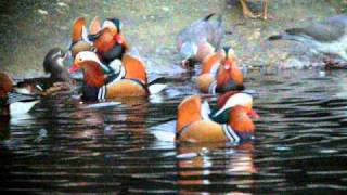 Mandarin Ducks Regents Park [upl. by Loralee]