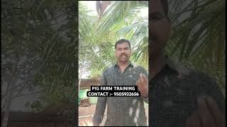 PIG FARM TRAINING pigfarmvideo pigglets shortsfeed shortvideo shortsviral shorts [upl. by Tiffie]