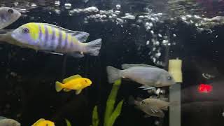 CYNOTILAPIA AFRA COBUE F1 [upl. by Meenen]