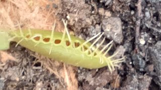 BotvacProductions469 venus fly trap eats an aphid [upl. by Aihsas]