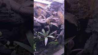 viper snake reptile animal venomous keeper dangerous snakevideo [upl. by Nyliram]