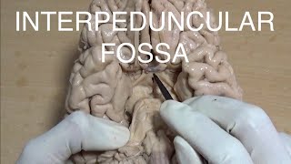 INTERPEDUNCULAR FOSSA [upl. by Acker228]