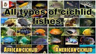 Cichlid fishes all types both African and American cichlids 2021 [upl. by Callie972]