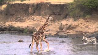 Giraffe Crossing the Mara River [upl. by Quita]