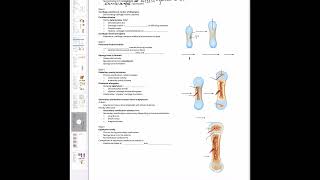 Endochondral and Intramembranous ossification [upl. by Berton218]