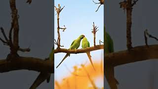 Sharafat Nahin yah Mohabbat Hai Mohabbat HaiBirds LoveTotha lovers Birds 🐦zeemusiccompany [upl. by Jehanna]