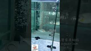 Serrasalmus rhombeusPerufeeding piranha serrasalmus aquarium blackpiranha食人鱼 [upl. by Possing]