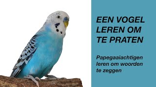 Een Vogel Leren Praten parkiet papegaai [upl. by Akerboom]