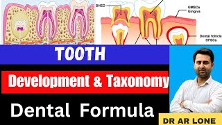 Tooth Development and Taxonomy  Growth  Types  Human Dentition  Dental FormulaBsc Zoology [upl. by Domenico]