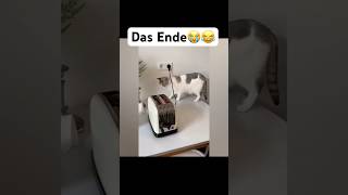 Das Ende😭😂 lofi sunset chill lofihiphop music lustigekatze chat memes humour sing [upl. by Eelydnarb942]