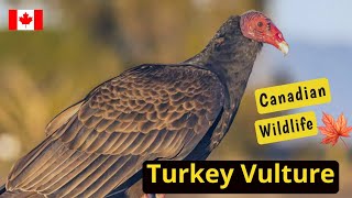 Turkey Vultures The RedHeaded Scavengers [upl. by Anilorac]