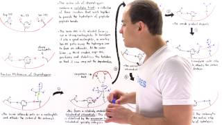 Mechanism of Chymotrypsin and Catalytic Triad [upl. by Pennington]