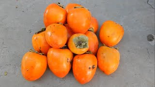 Persimmon fruit  Himachal Pradesh India [upl. by Margaretta520]