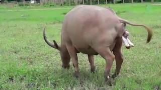 Newborn white water buffalo  ElephantNews [upl. by Landy]