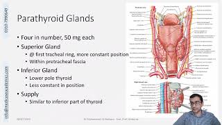 Parathyroid Gland Gross Anatomy [upl. by Sille]