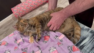 Cat likes belly rubs [upl. by Asyral]