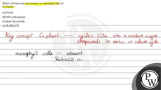 122 Which of these are not present in mesophyll cells 1 \ \mathrmOAA \ 2 PEP carboxylase [upl. by Nonnac]