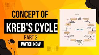 KREBS CYCLE first two reactionsconcept clearance of formation of ISO CITRIC ACID [upl. by Amara]