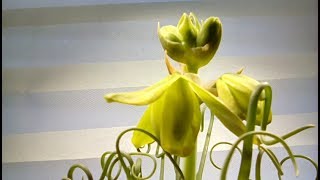 Albuca spiralis in bloom  Container Gardening [upl. by Polivy]