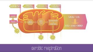 Cellular Respiration Steps and Pathways [upl. by Llennyl]