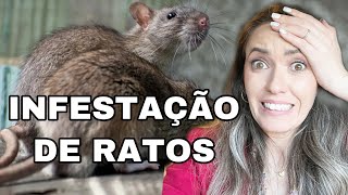 INFESTAÇÃO DE RATOS NA NOSSA CASA NOS EUA [upl. by Adnarahs787]