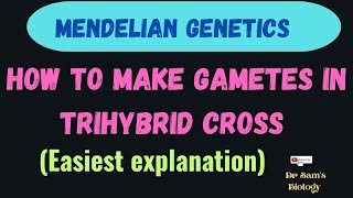 How to make gametes in Trihybrid Cross [upl. by Amelina]