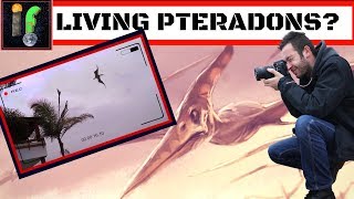 Cryptozoology Pterodactyls still living today Ropen and other Cryptid sightings [upl. by Aihsatsan]