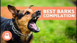 The Best Videos of DOGS BARKING 🐶🐾 BARKING of Angry Happy and Funny DOGS [upl. by Moselle]