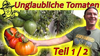 Rundgang beim TomatenProfi 150 Sorten Tomaten viele Tipps und der schönste Blick über den Mondsee [upl. by Hsejar]