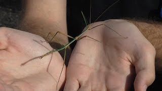 Focus on Species Stick Insects Phasmatodea [upl. by Abell]