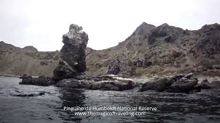 Pingüino de Humboldt National Reserve  Chile 🇨🇱 [upl. by Notled]