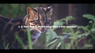 Oncilla PROTECTING THE MOSTENDANGERED WILD CATOF MESOAMERICA [upl. by Strade]