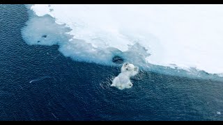 Polar bear playing in the water [upl. by Spancake]