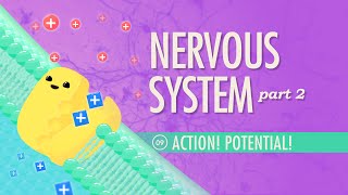 The Nervous System Part 2  Action Potential Crash Course Anatomy amp Physiology 9 [upl. by Neuberger]